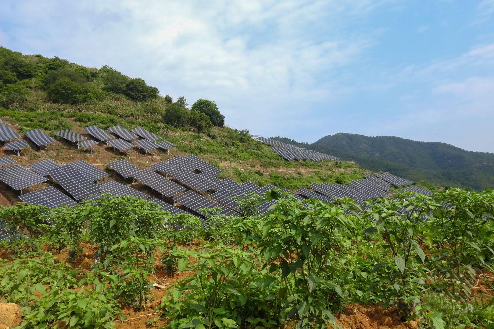 Meizhou-Dabu-Agrivoltaic